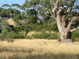 Wings Barossa Bird And Bush Retreat - Grafton Accommodation 0