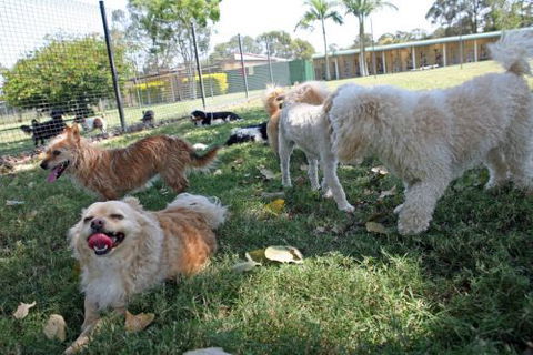 Durack Pet Motel - Grafton Accommodation 1