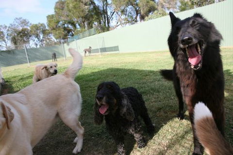 Durack Pet Motel - Grafton Accommodation 2