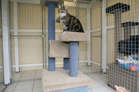 Durack Pet Motel - Grafton Accommodation 3