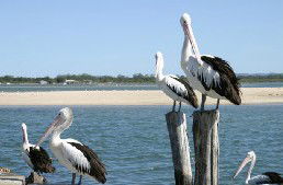 Tuncurry Sunset Motel - Grafton Accommodation 3