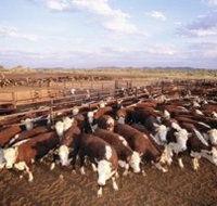 Bond Springs Outback Retreat - Grafton Accommodation