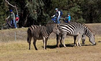 Zoofari Lodge, Taronga Western Plains Zoo - Grafton Accommodation 8