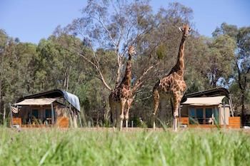 Zoofari Lodge, Taronga Western Plains Zoo - Grafton Accommodation 13