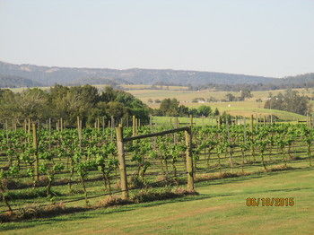 Tranquil Vale Vineyard & Cottages - Grafton Accommodation 5