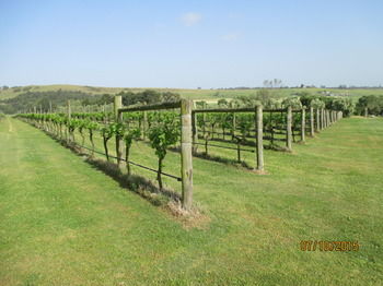 Tranquil Vale Vineyard & Cottages - Grafton Accommodation 8