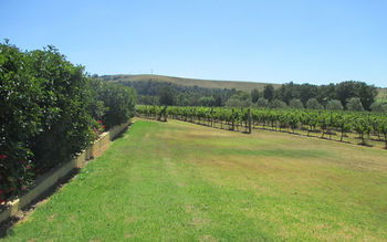 Tranquil Vale Vineyard & Cottages - Grafton Accommodation 17