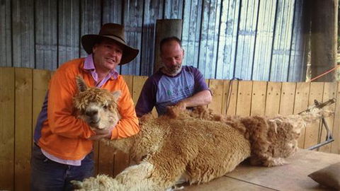 Farm Accommodation - Grafton Accommodation 3