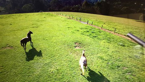 Farm Accommodation - Grafton Accommodation 4