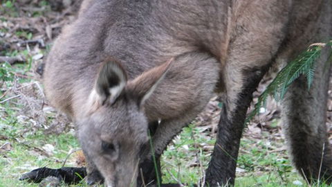 Venus Bay Eco Retreat - Grafton Accommodation 7
