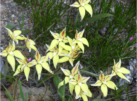 Chuckem Farmstay And Bed & Breakfast - Grafton Accommodation 2