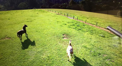 Farm Accommodation - Grafton Accommodation 8