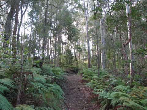 Maleny Country Cottages - Grafton Accommodation 1
