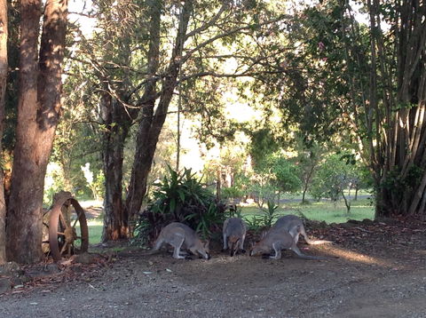 Maleny Country Cottages - Grafton Accommodation 5