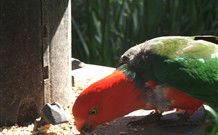 Jervis Bay Cabins And Hidden Creek Real Camping - Grafton Accommodation 3