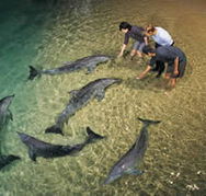 Tangalooma Wild Dolphin Resort - Grafton Accommodation