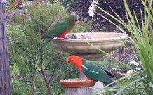 Valley View Motel Murrurundi - Murrurundi - Grafton Accommodation 4