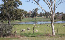 Yamba Farmstay - Grafton Accommodation 5