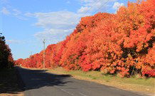Yamba Farmstay - Grafton Accommodation 4