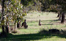 Amazing Country Escapes - Lakeview Luxury Cabins - Grafton Accommodation 2