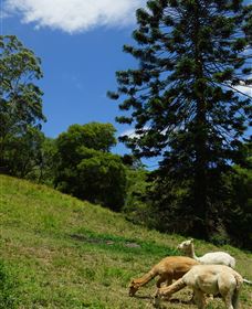 Wattle Gully Retreat - Grafton Accommodation 0