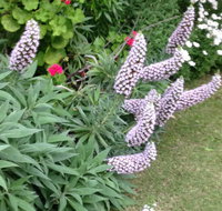 Padthaway Caravan Park - Grafton Accommodation