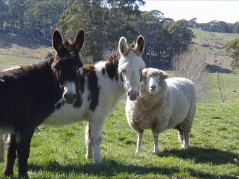 Avaleigh Elms Farmstay - Grafton Accommodation 0