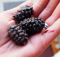 Baileys Lane - Grafton Accommodation