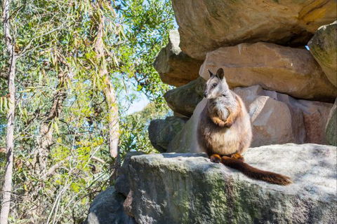 Waterfall Springs Retreat And Wildlife Sanctuary - Grafton Accommodation 9