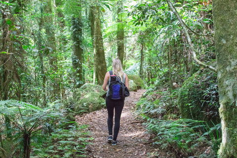 O'Reilly's Rainforest Retreat - Grafton Accommodation 5