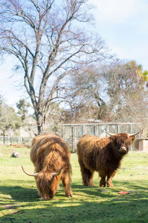 Ratho Farm - Grafton Accommodation 8
