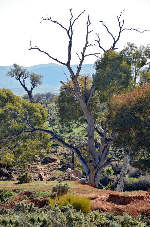 Almerta Station - Grafton Accommodation 2