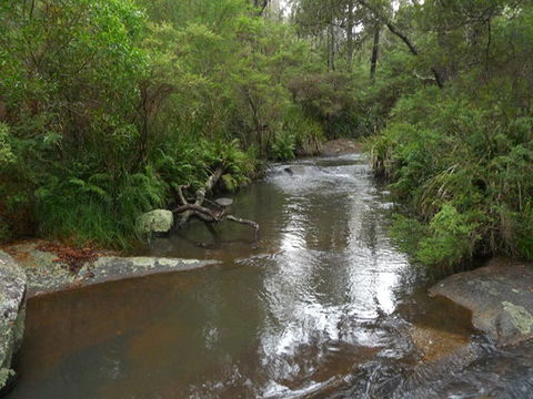 Chaelundi Campground - Grafton Accommodation 2