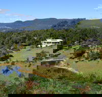 Golden Wattle - Kiaroo