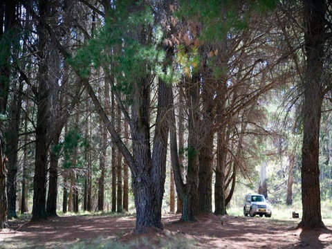 The Pines Campground - Grafton Accommodation 1