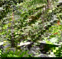 Daintree Ecolodge