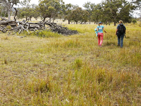 Sundown National Park Camping - Grafton Accommodation 2