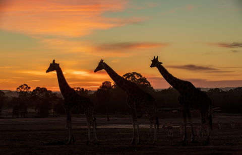 Zoofari Lodge, Taronga Western Plains Zoo Dubbo - Grafton Accommodation 1