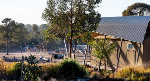 Zoofari Lodge, Taronga Western Plains Zoo Dubbo - Grafton Accommodation 2
