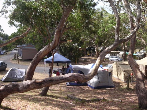 Bimbi Park Camping Under Koalas - Grafton Accommodation 1