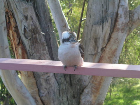 Kookaburra Dreaming - Grafton Accommodation 0