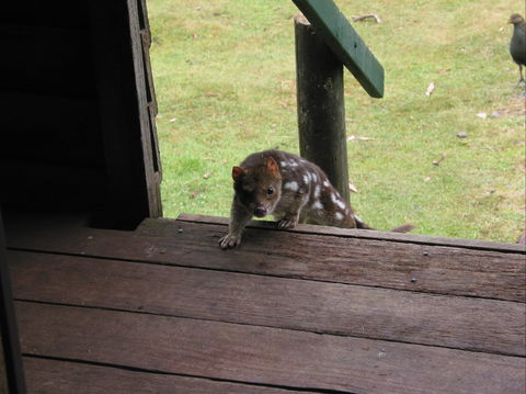 Mountain Valley Wilderness Holidays - Grafton Accommodation 2