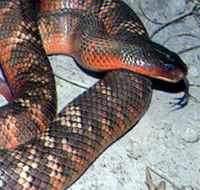Armadale Reptile  Wildlife Centre - Grafton Accommodation