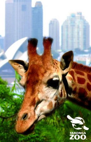 Taronga Zoo - Grafton Accommodation 3