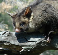 Moonlit Sanctuary Wildlife Conservation Park - Grafton Accommodation