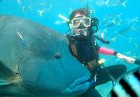 Maxi Ragamuffin - Grafton Accommodation 1