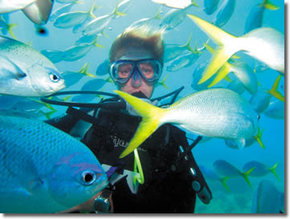 Maxi Ragamuffin - Grafton Accommodation 3