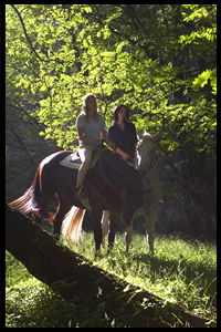 Glenworth Valley Horseriding - Grafton Accommodation 2