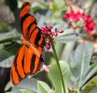 Butterfly Farm - Grafton Accommodation