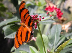 Butterfly Farm - Grafton Accommodation 0